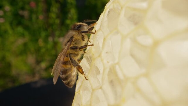 Carniolan honey bee in hive. Bees family working on honeycomb in apiary. Beekeeping, commercial pollinators, food producers.
