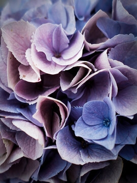Detailaufnahme einer violetten Hortensienbl&uuml;te