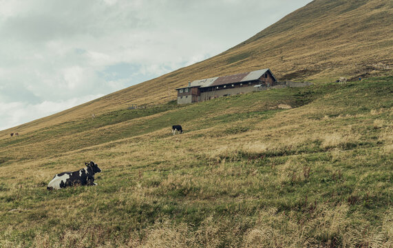 Cow resting beside a trail marker sign on an alpine hillside