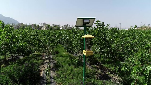 Lush Green Mulberry Plantation Rows in Rural Village with Solar Insect Trap