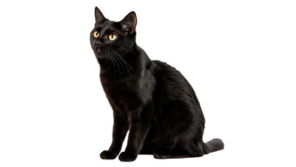 Elegant domestic black cat sitting in full body isolated on transparent background. © Oliver Plaza Photo
