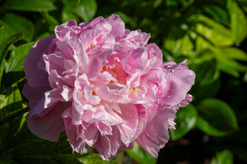 Obraz premium Paeonia lactiflora ‘Hellen’, a peony with a large, densely layered double flower in soft pink shades. Ruffled petals covered with fresh water droplets create a delicate, luminous texture.