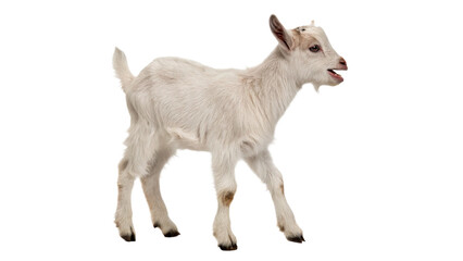 Fototapeta premium Cute small white domestic goat kid standing profile isolated on transparent background.