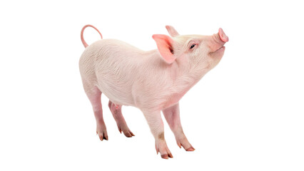 Cute small pink domestic piglet standing full body isolated on transparent background. © Oliver Plaza Photo
