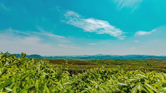 Lush green tea plantation rolling hills under blue sky