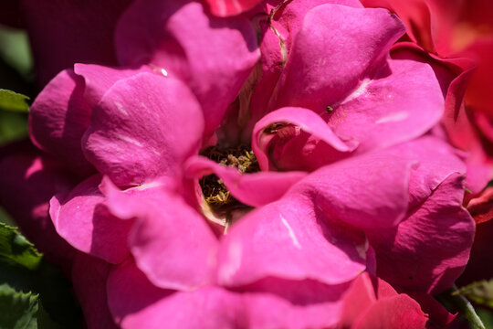 Detailed close-up view of vibrant pink rose petals blooming in a garden