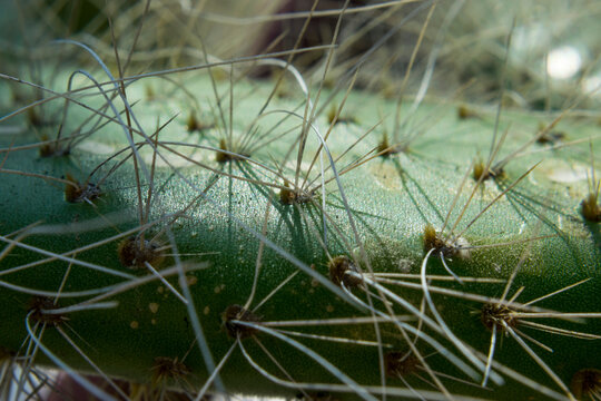 Detailed close-up view showing the sharp needles and textured green surface of a desert cactus plant