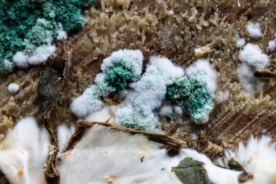 Macro close-up shot of green mold and white fungus growing on organic surface
