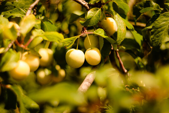 Close-up of ripe yellow mirabelle plums hanging from tree branches surrounded by green leaves