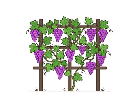 Grape vine with fruit on a support structure