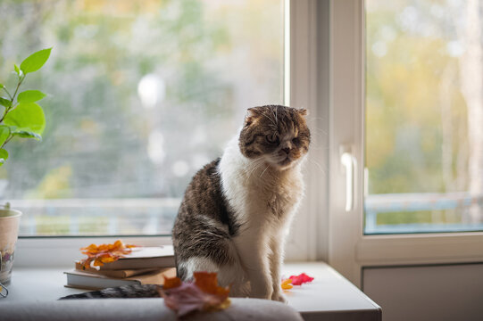 Cozy cat sitting by window with autumn leaves and books at home