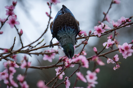 Tui bird drinking nectar from pink blossom flowers in tree