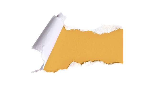 : Ripped White Paper Sheet Revealing Yellow Mustard Background Layer Isolated On Transparent Background, Torn Edge Banner Design Element With Blank Copy Space For Text