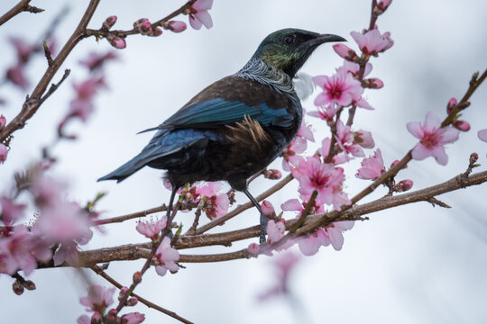 Tui bird drinking nectar from pink blossom flowers in tree