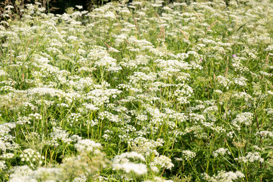 Horizontal close-up of white umbellifer flowers with green stems and maturing seeds in a meadow. Great for botanical field studies, wild plant photography, and summer nature background textures.