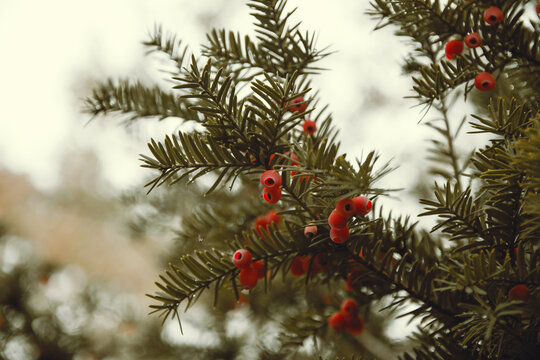 Close-up view of common yew tree branches with bright red berries