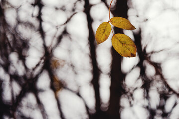Close-up of three yellow autumn leaves hanging from a branch with blurred background © Radu Bighian