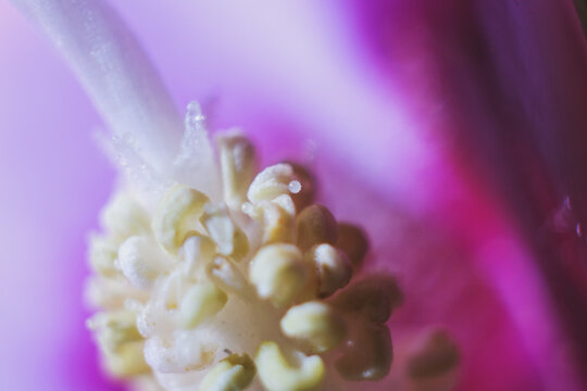 Macro close-up view of delicate pink flower pistil and stamen with pollen grains