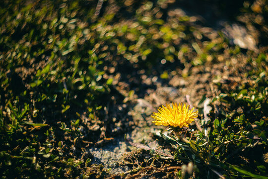 Close-up view of a vibrant yellow dandelion flower blooming in green grass