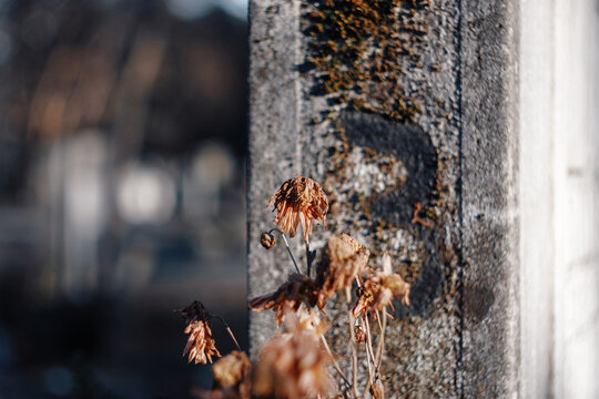Close-up of withered and dried flowers standing by an old stone grave in Romania