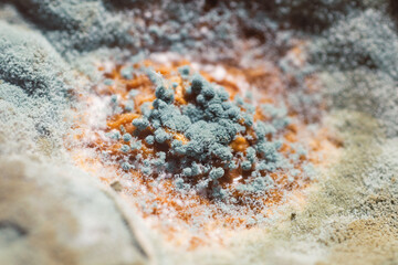 Close-up view of spoiled organic food showing green mold growing on surface © Radu Bighian