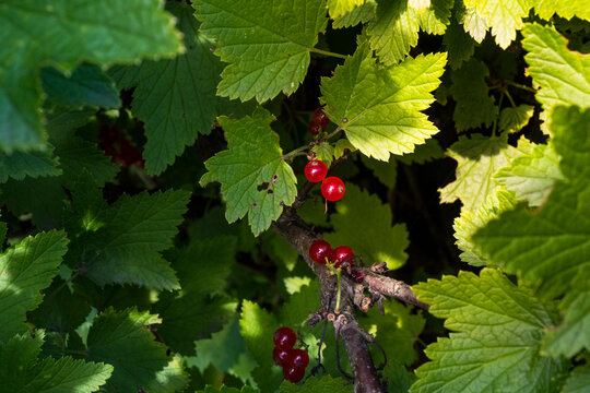 A cluster of red currants hanging on a branch surrounded by sunlit green leaves. The glossy red berries contrast beautifully with the dark shadows in a summer garden.
