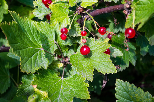 A close-up of bright red currants hanging in clusters among jagged green leaves. Sunlit berries with glossy skin create a fresh and healthy summer garden composition.
