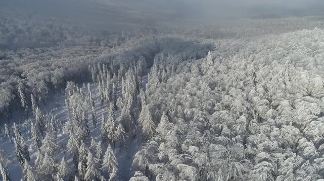 Aerial drone view rising above dense snow covered woodland with tall trees forming a continuous canopy. Vast winter forest stretches toward the distant horizon in Wigry Poland