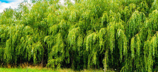 A dense curtain of green weeping willow leaves hanging down in a summer landscape. Lush foliage creates a peaceful naturecore and cottagecore atmosphere for relaxation. © Margarita