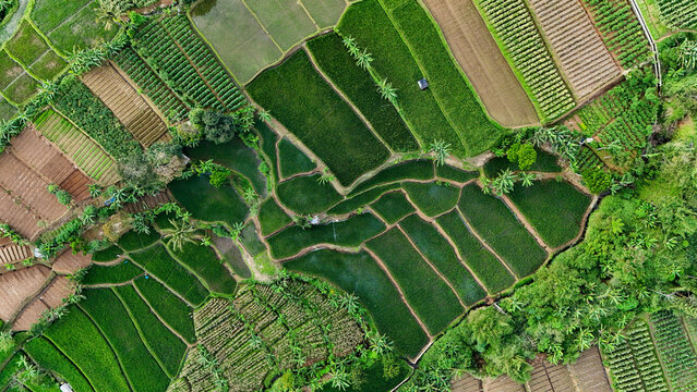 Aerial view of lush green rice terraces and agricultural fields with irrigation channels in the rural landscape of Sukabumi Regency, West Java, Indonesia.