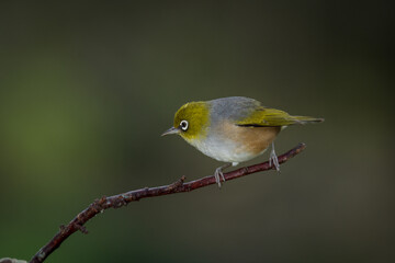 Fototapeta premium Close up of a silvereye or wax-eye (Zosterops lateralis), also known by its Māori name tauhou, which is a very small omnivorous passerine bird of the south-west Pacific. Recognized by its distinctive 