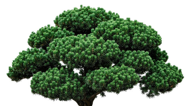Dense green pine tree foliage meticulously shaped and pruned, isolated on transparent background