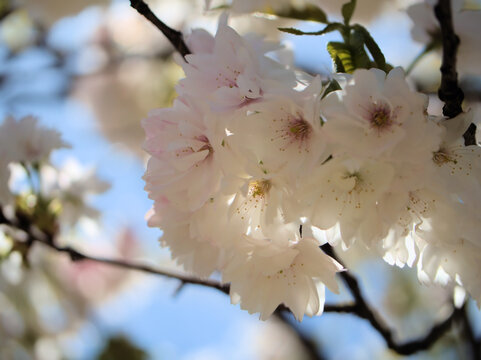 晴れた4月に美しく咲いたピンク色のサクラ「伊加流伎白八重（イカルギシロヤエ）」
