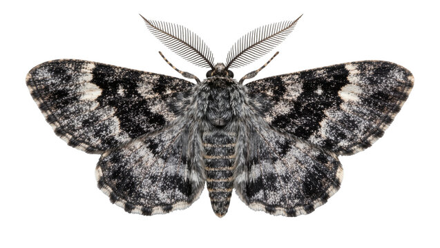 Detailed grey and black patterned moth with feathery antennae, isolated on transparent background