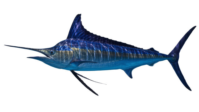 Blue marlin fish with long bill and fins, isolated on transparent background