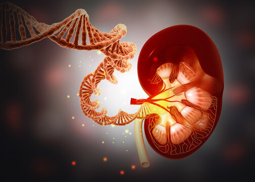 Human kidney cross-section anatomy integrated with a DNA double helix strand on a scientific background.