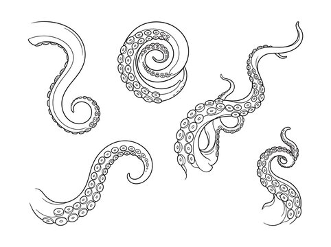 Illustration of octopus tentacles in outline style