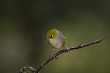 Obraz premium Close up of a silvereye or wax-eye (Zosterops lateralis), also known by its Māori name tauhou, which is a very small omnivorous passerine bird of the south-west Pacific. Recognized by its distinctive 