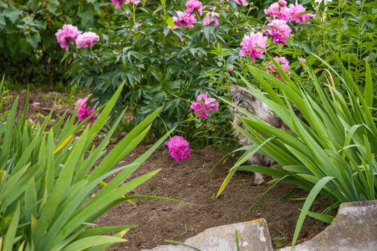 Pink peonies bloom in a garden. Lush green foliage surrounds the flowers. Cat hides behind the peonies. The scene is vibrant and peaceful. Use this image for spring gardening or pet photography