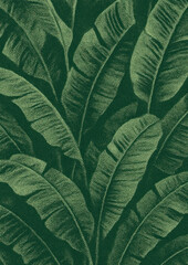 Obraz premium Lush tropical banana leaves illustration.