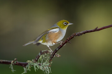 Obraz premium Close up of a silvereye or wax-eye (Zosterops lateralis), also known by its Māori name tauhou, which is a very small omnivorous passerine bird of the south-west Pacific. Recognized by its distinctive 
