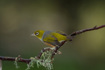 Obraz premium Close up of a silvereye or wax-eye (Zosterops lateralis), also known by its Māori name tauhou, which is a very small omnivorous passerine bird of the south-west Pacific. Recognized by its distinctive 