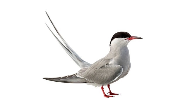 Artic tern or seagull bird standing profile view