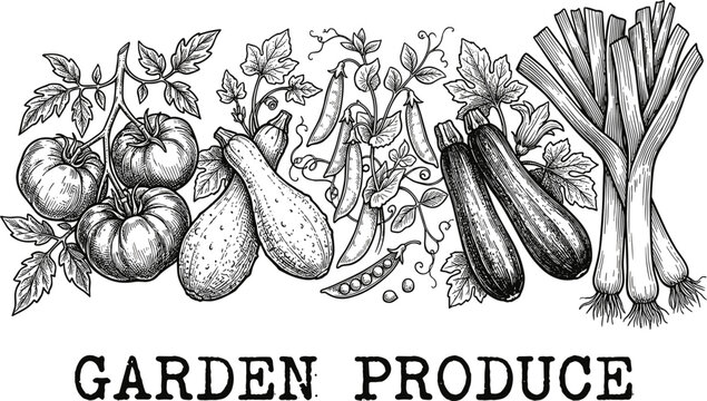 Fresh organic garden produce hand drawn engraving illustration featuring heirloom tomato squash pea pod zucchini leek crop