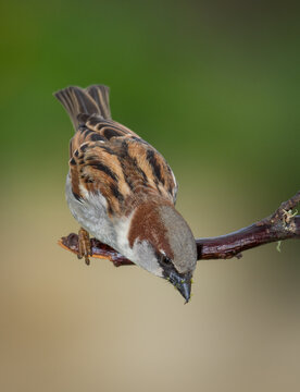 Close up of a common house sparrow, Passer domesticus, which is a bird of the sparrow family Passeridae, found in most parts of the world.