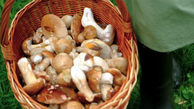 Picking mushrooms in the forest. Selective focus.