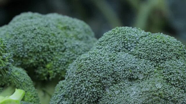 Close-up of fresh healthy broccoli heads showing premium quality