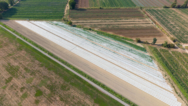 Aerial view of a vegetable field with long rows of crops covered in white plastic sheeting, surrounded by agricultural land in Mediglia, Lombardy, Italy.
