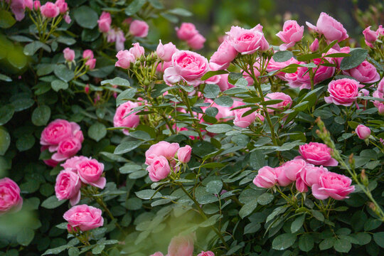 Bright pink roses bloom in a garden. Fully opened flowers and buds are visible. Lush green leaves surround the blossoms. Soft sunlight enhances the gentle colors. The scene evokes natural tranquility