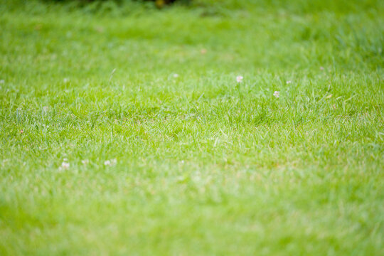 Lush green grass fills the frame. Soft blades create a natural texture. Gentle blur adds depth to the background. Ideal for spring or garden themes. Perfect for nature photography projects